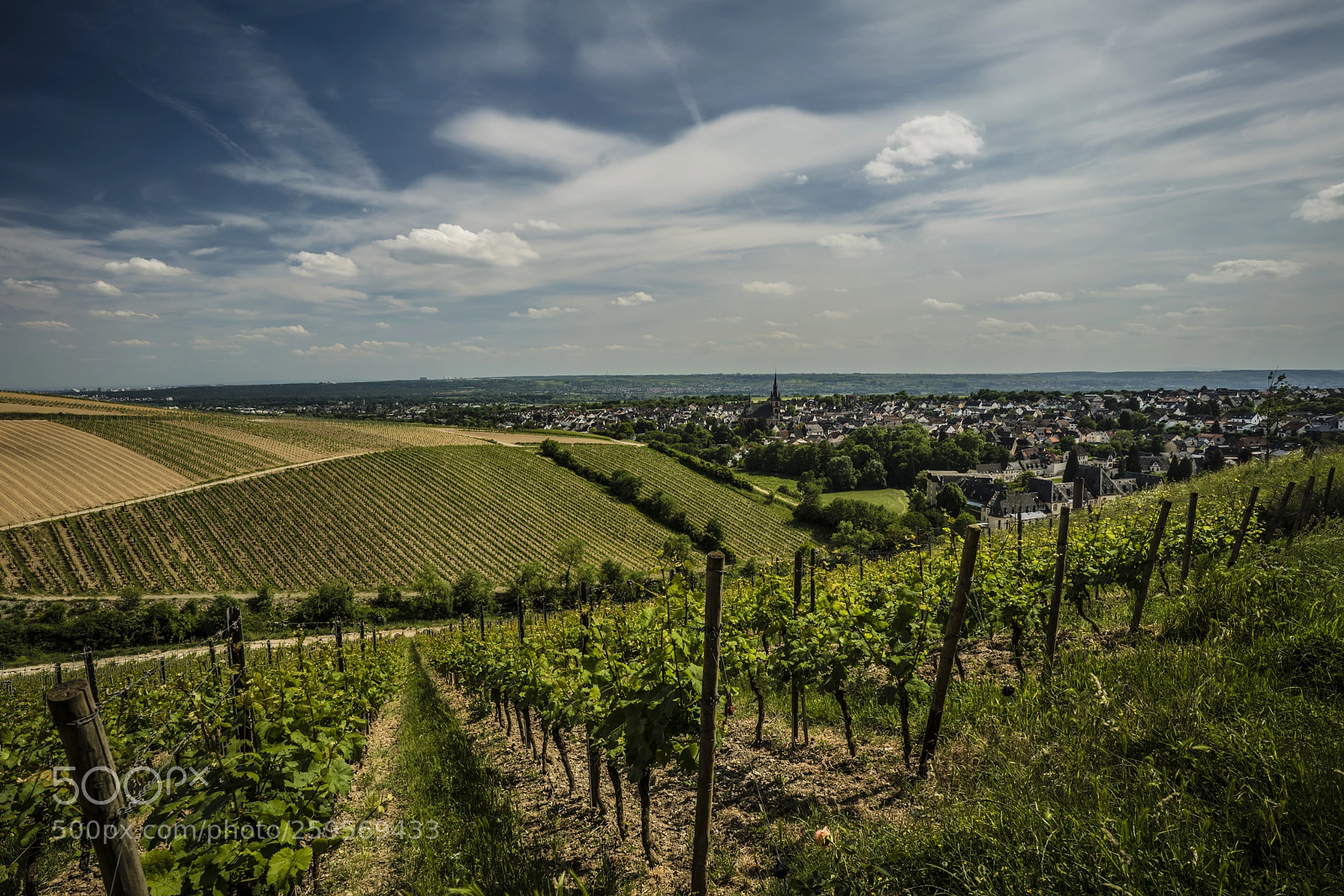 Sony a7R III sample photo. Wine country photography
