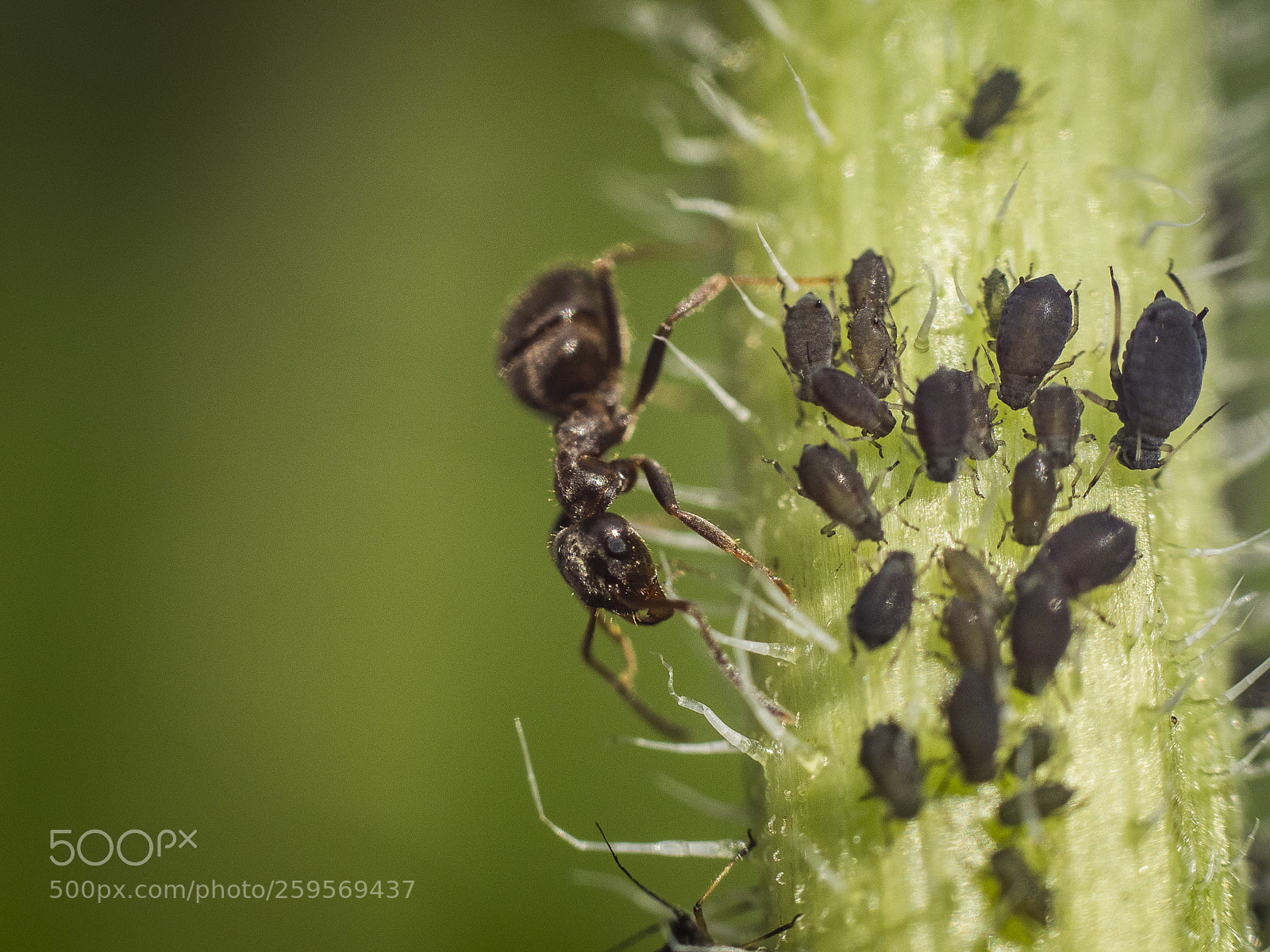 Olympus OM-D E-M1 Mark II sample photo. Ant and aphids 1 photography