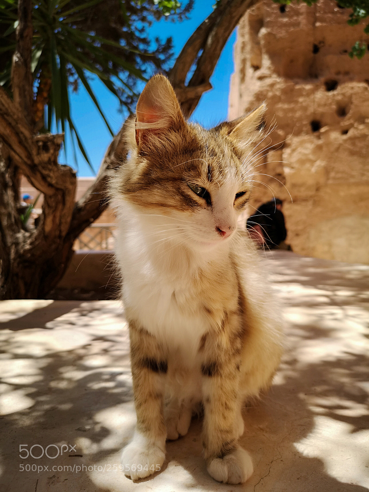 HUAWEI CLT-L29 sample photo. Cat photography