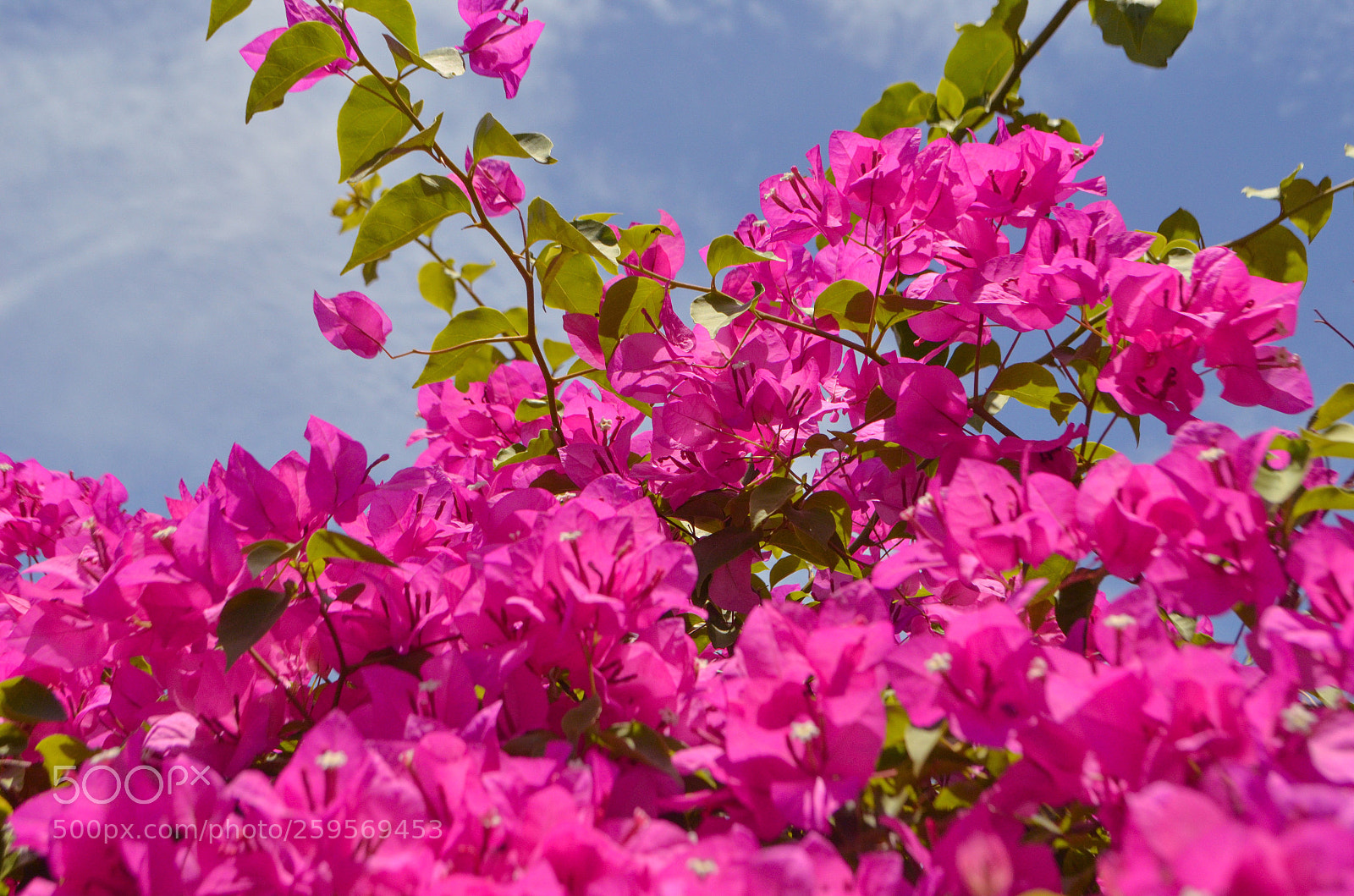Nikon D5100 sample photo. Untitled photography
