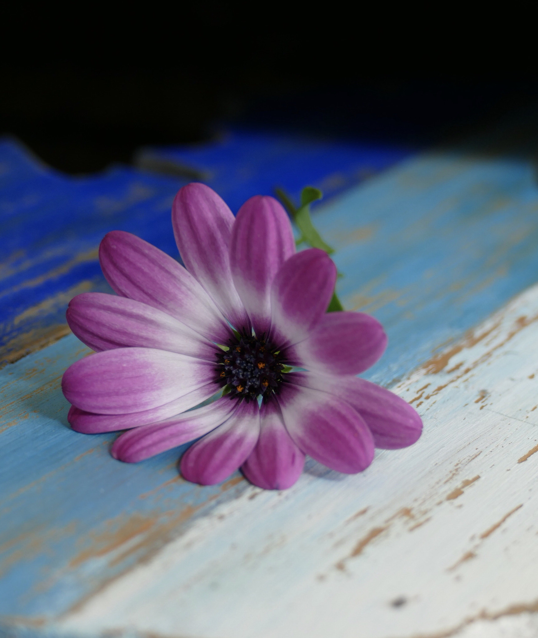 Leica V-Lux (Typ 114) sample photo. Bodrum daisy photography