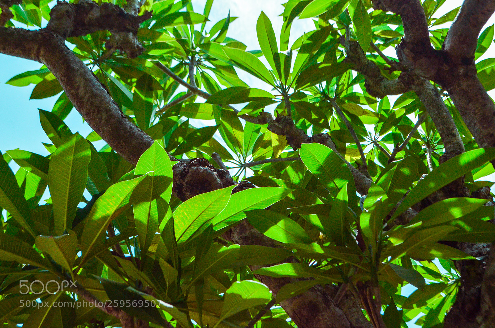 Nikon D5100 sample photo. Untitled photography