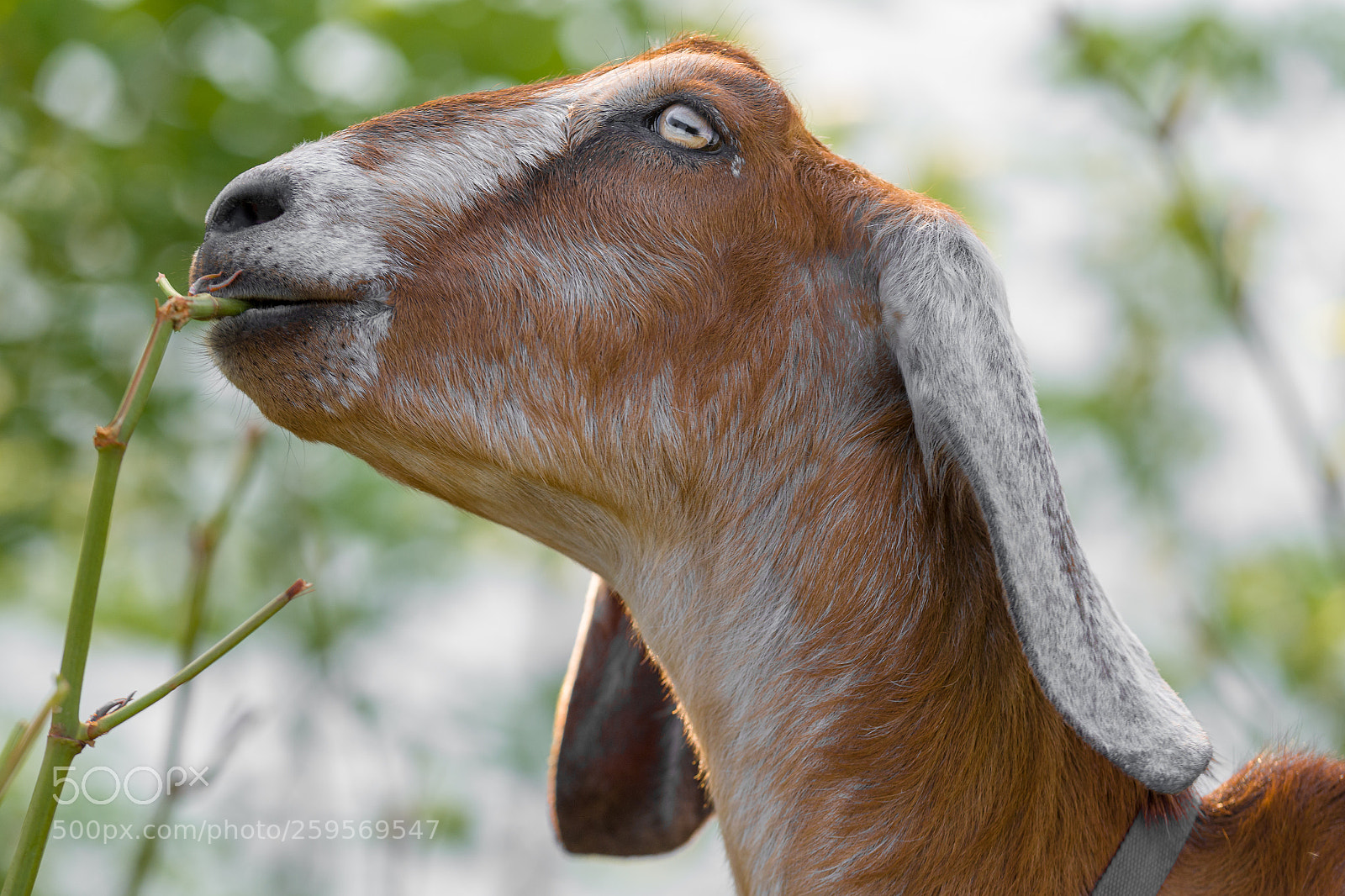 Nikon D500 sample photo. Goat gazes while gobbling photography