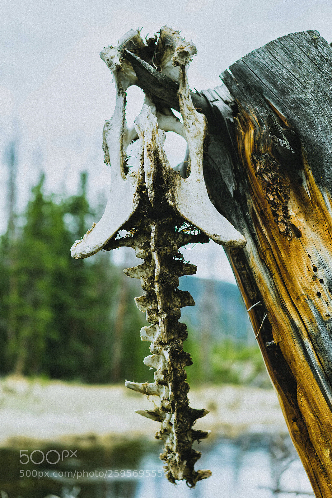 Sony a7 sample photo. Stripped carcus  photography