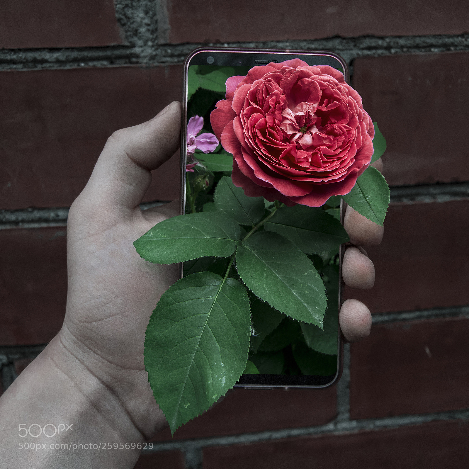 Nikon D3100 sample photo. Безграничный photography