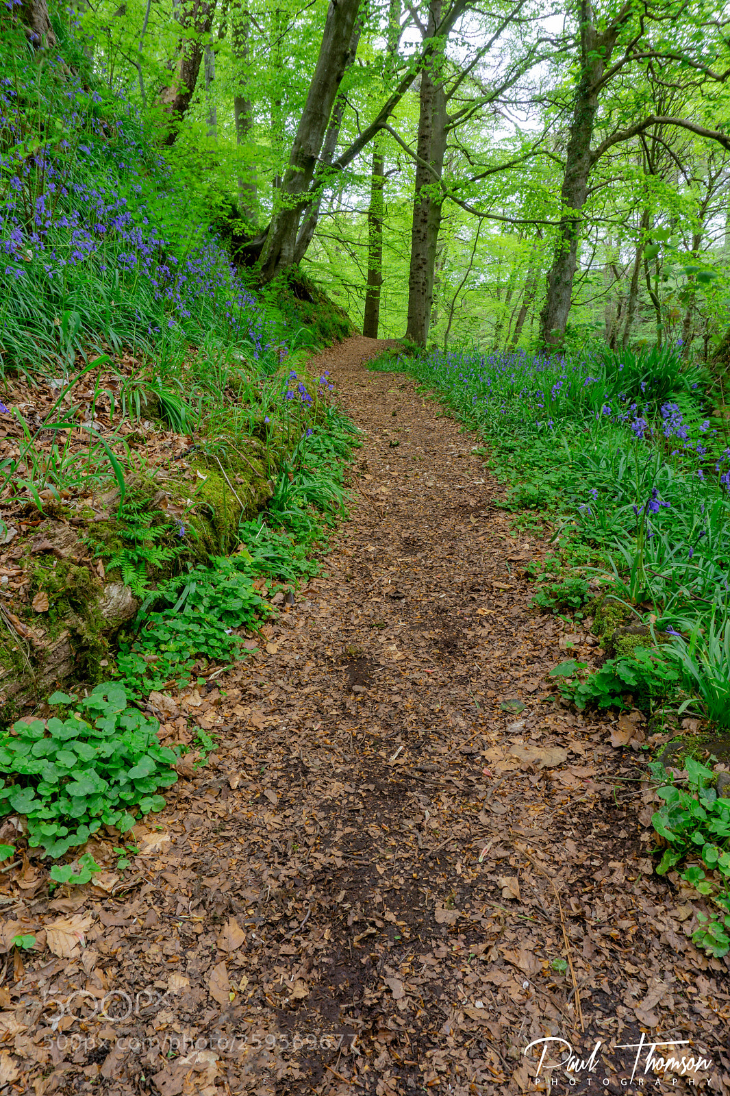 Sony a6000 sample photo. Lanercost bluebells photography