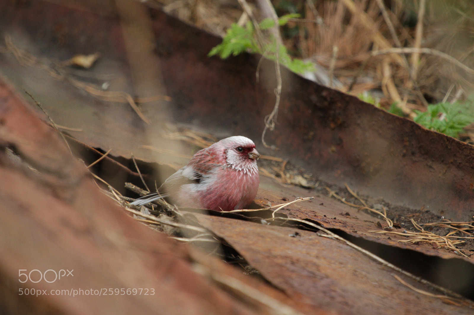 Canon EOS 7D sample photo. Carpodacus sibiricus photography