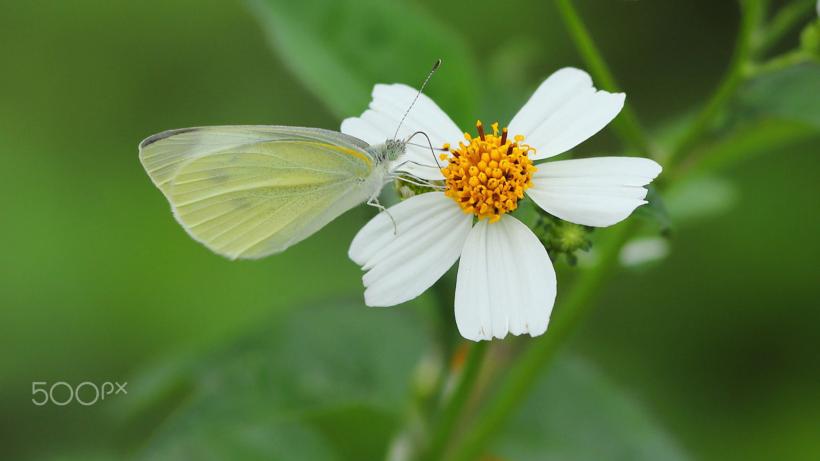 Canon EF 300mm F4L IS USM sample photo. 菜粉蝶  small cabbage white photography