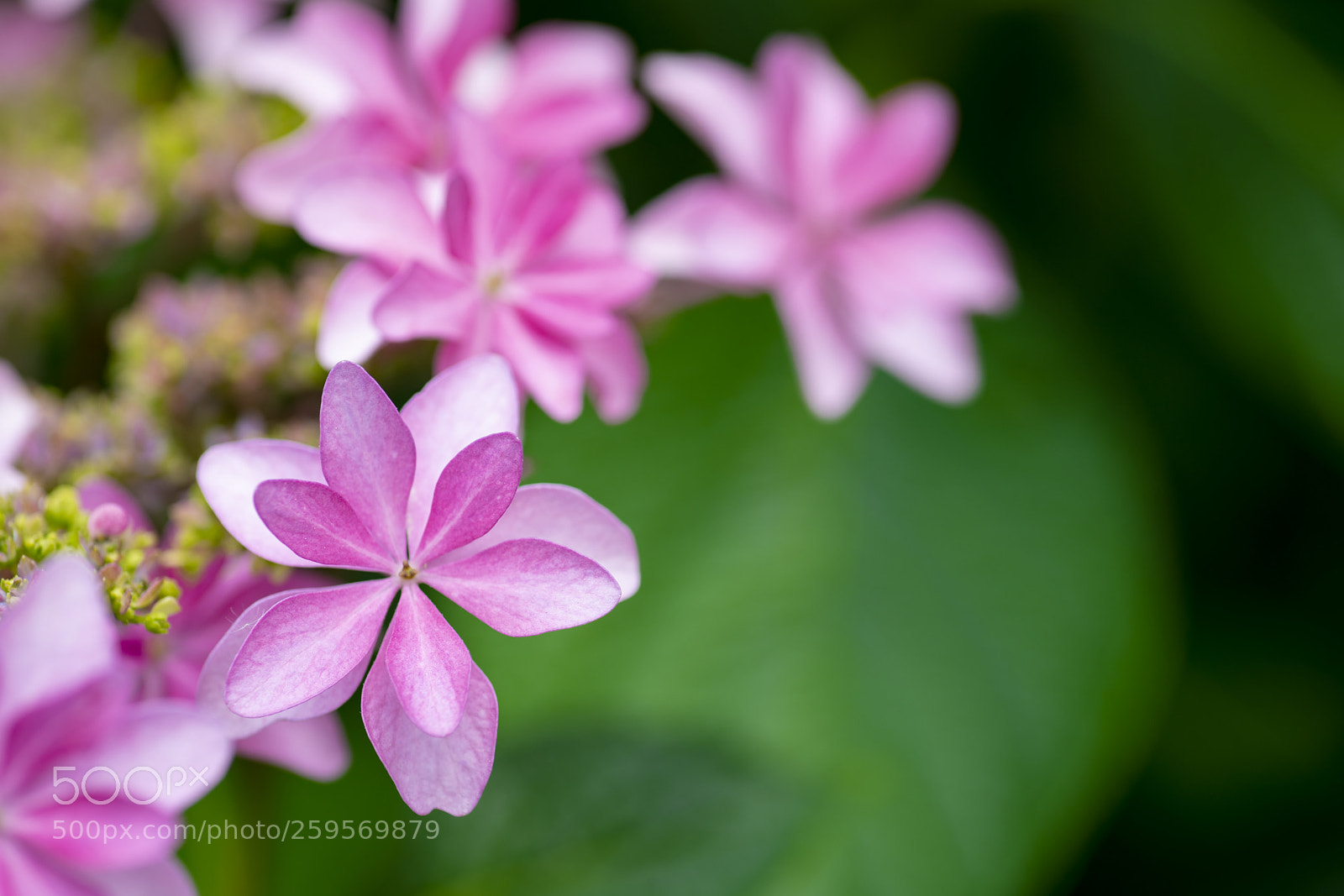 Sony a7R II sample photo. Hydrangea photography