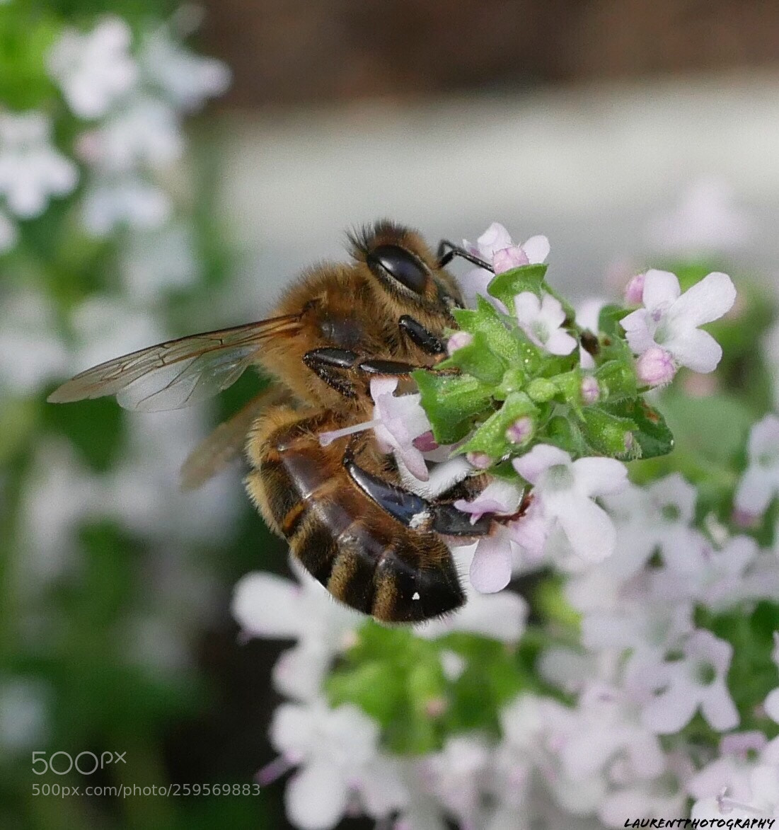 Panasonic Lumix DMC-GX85 (Lumix DMC-GX80 / Lumix DMC-GX7 Mark II) sample photo. Abeille  photography