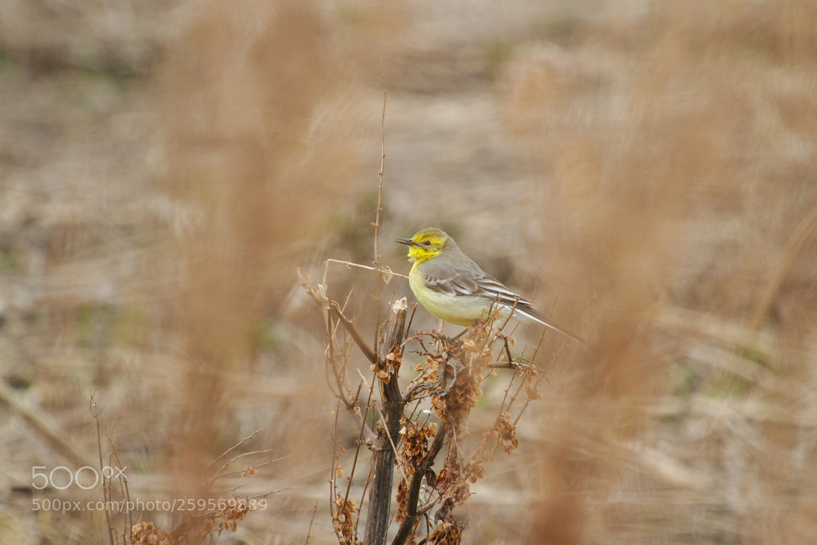 Canon EOS 7D sample photo. Motacilla citreola photography