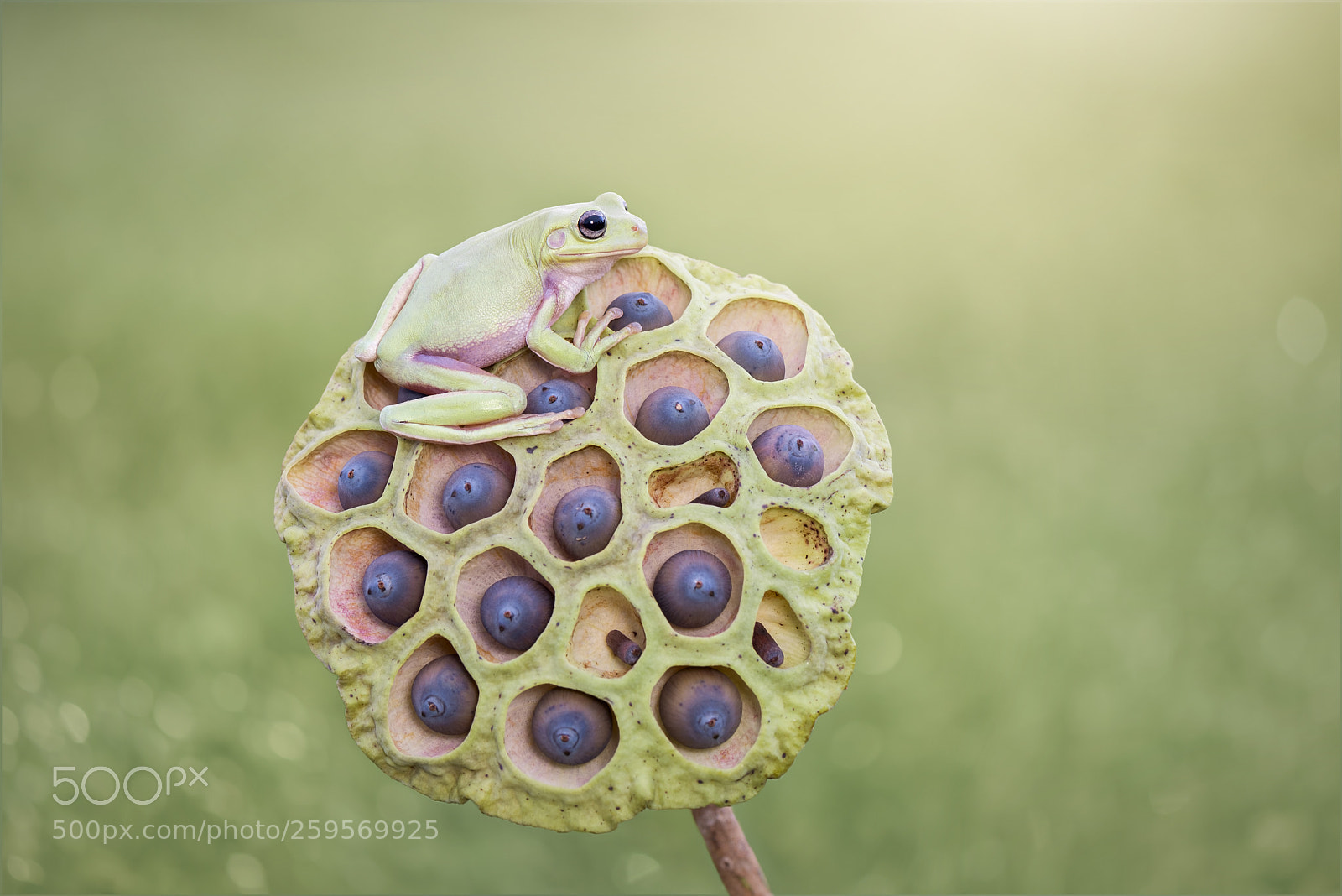 Nikon D600 sample photo. Dumpy frog on lotus photography