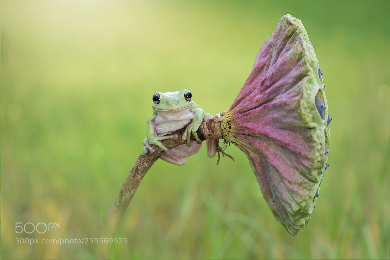 Nikon D600 sample photo. Dumpy frog on lotus photography