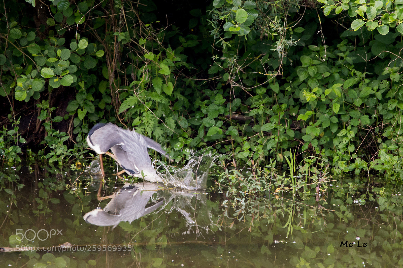 Nikon D7100 sample photo. Ardea cinerea - h photography