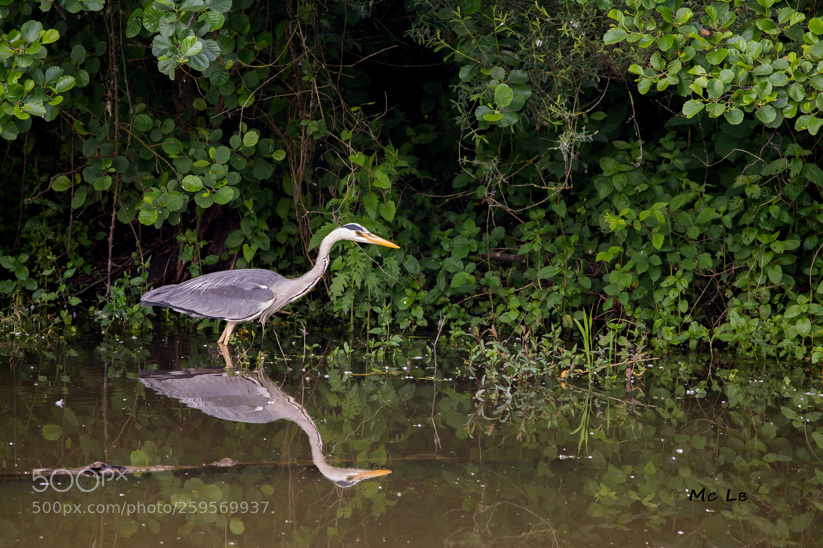 Nikon D7100 sample photo. Ardea cinerea - h photography
