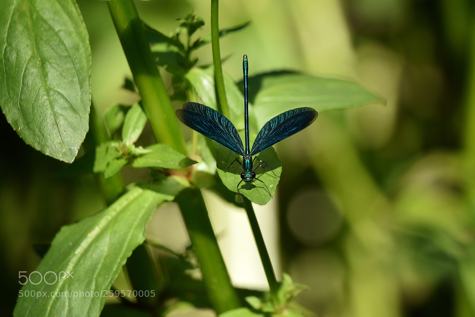 Nikon D750 sample photo. Untitled photography