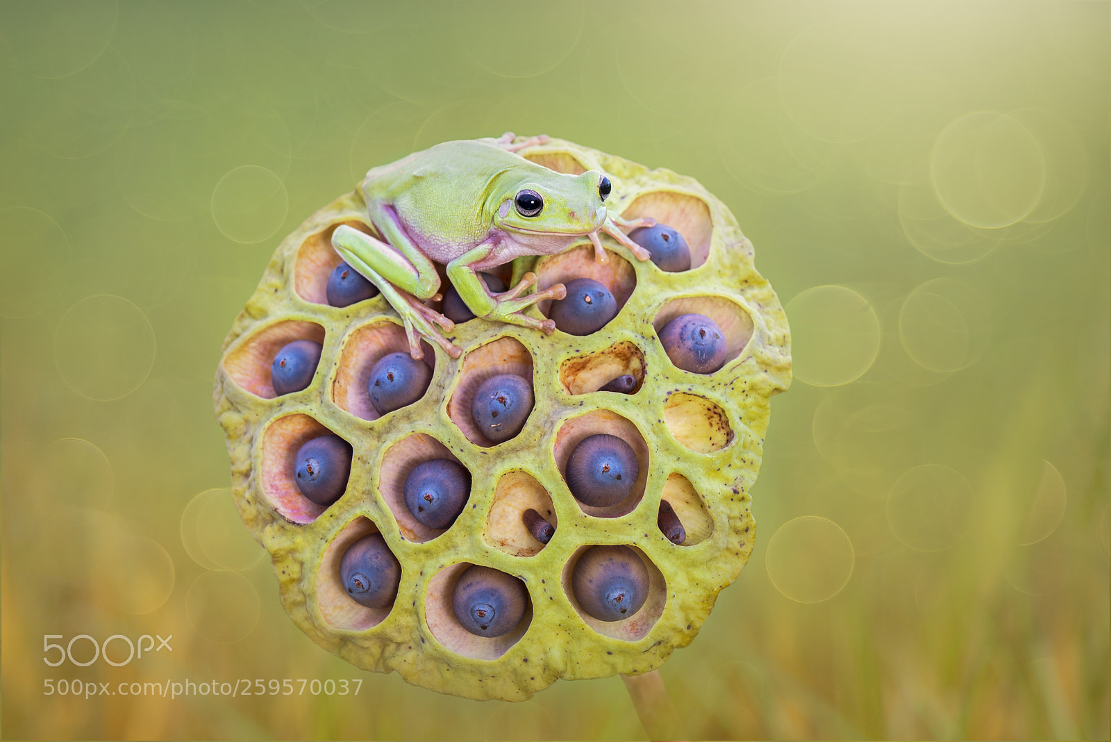 Nikon D600 sample photo. Dumpy frog on lotus photography