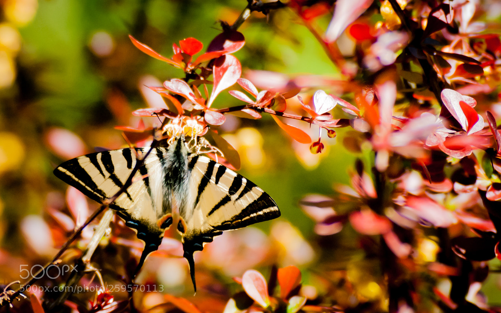 Sony Alpha DSLR-A230 sample photo. Butterfly photography