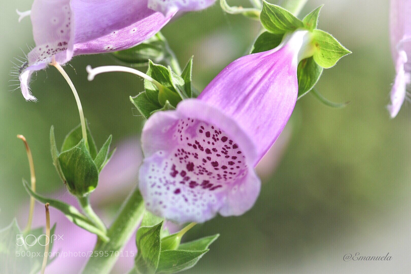 Nikon D7200 sample photo. Pink bell photography