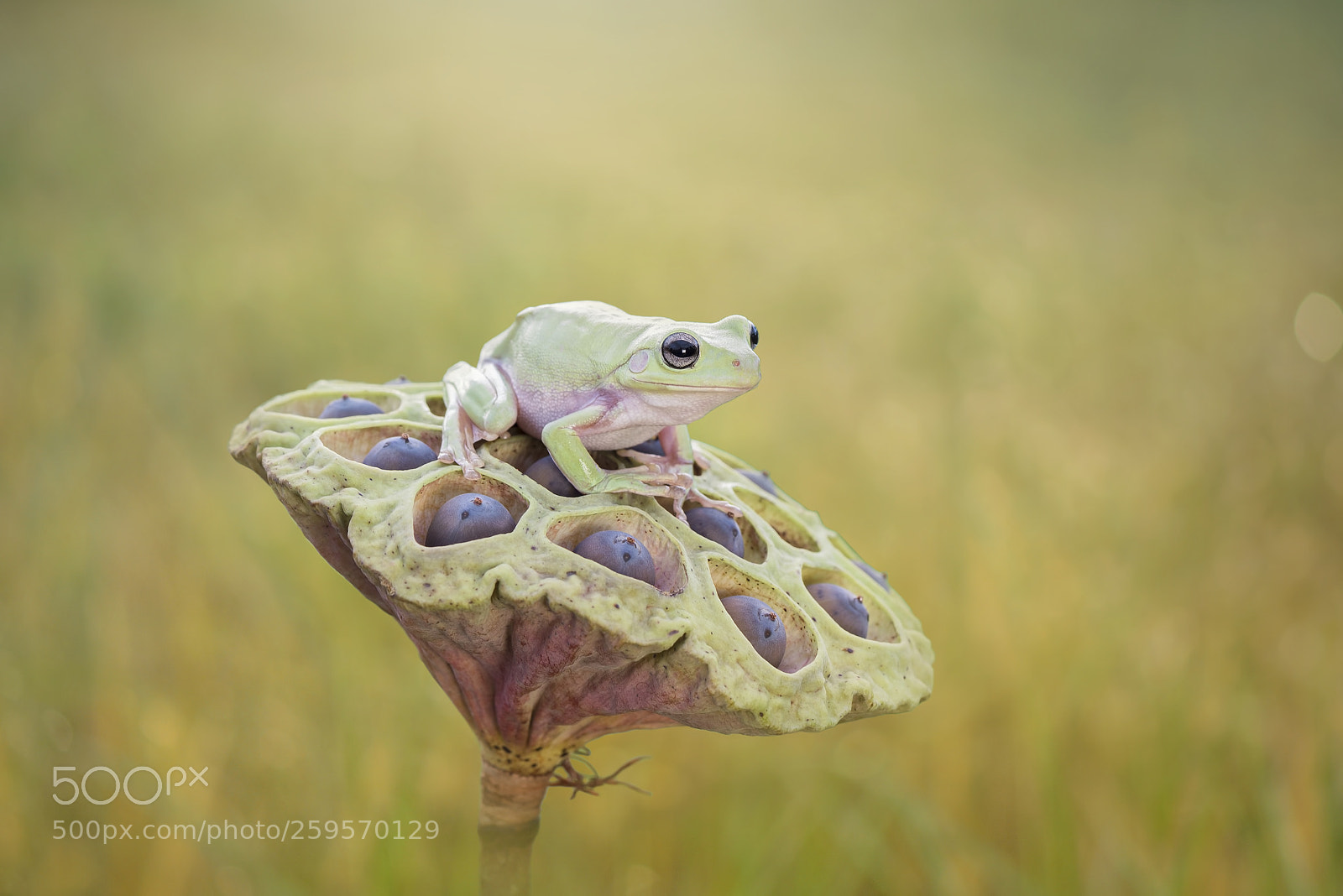 Nikon D600 sample photo. Dumpy frog on lotus photography