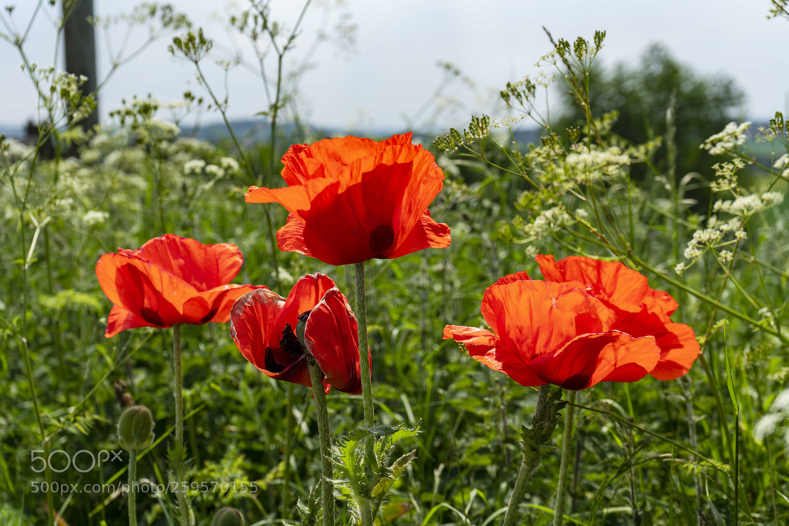 Sony a7R II sample photo. Close up flowers, some photography