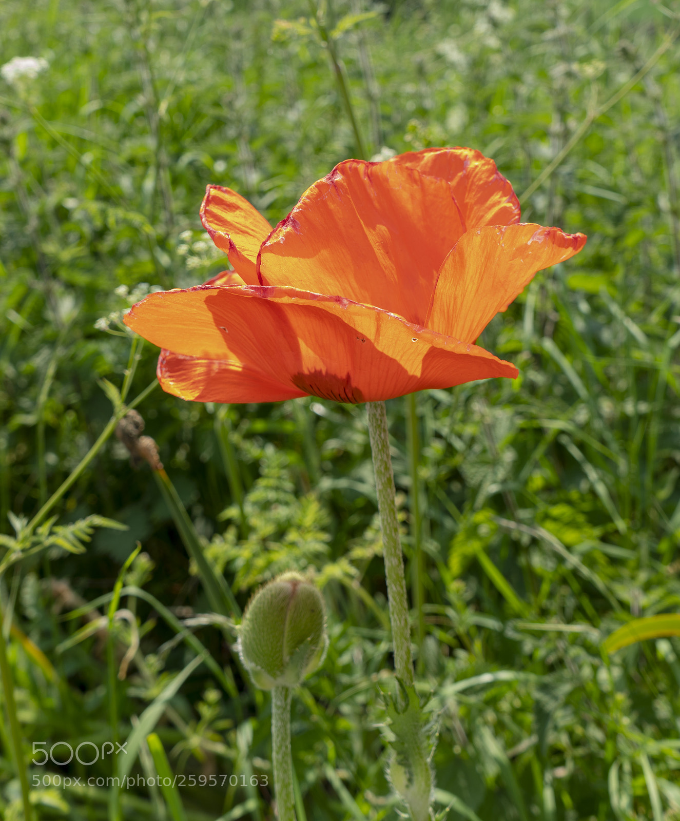Sony a7R II sample photo. Close up flowers, some photography