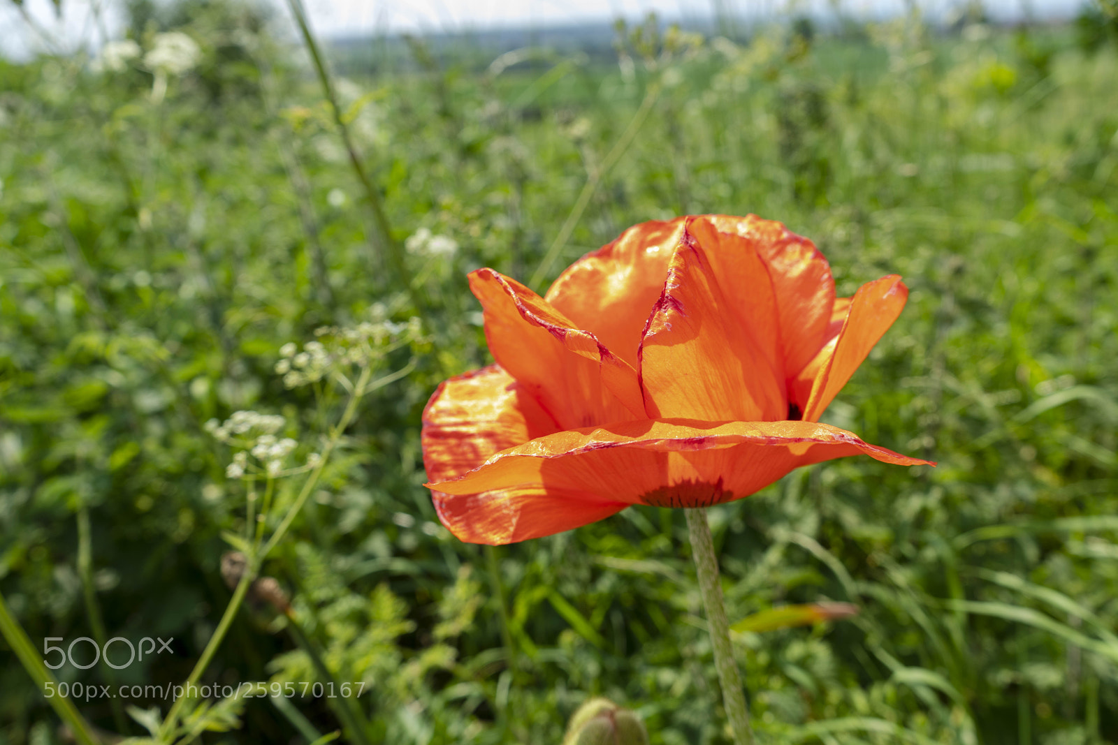 Sony a7R II sample photo. Close up flowers, some photography