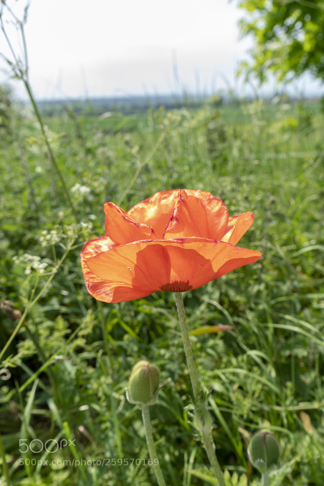 Sony a7R II sample photo. Close up flowers, some photography