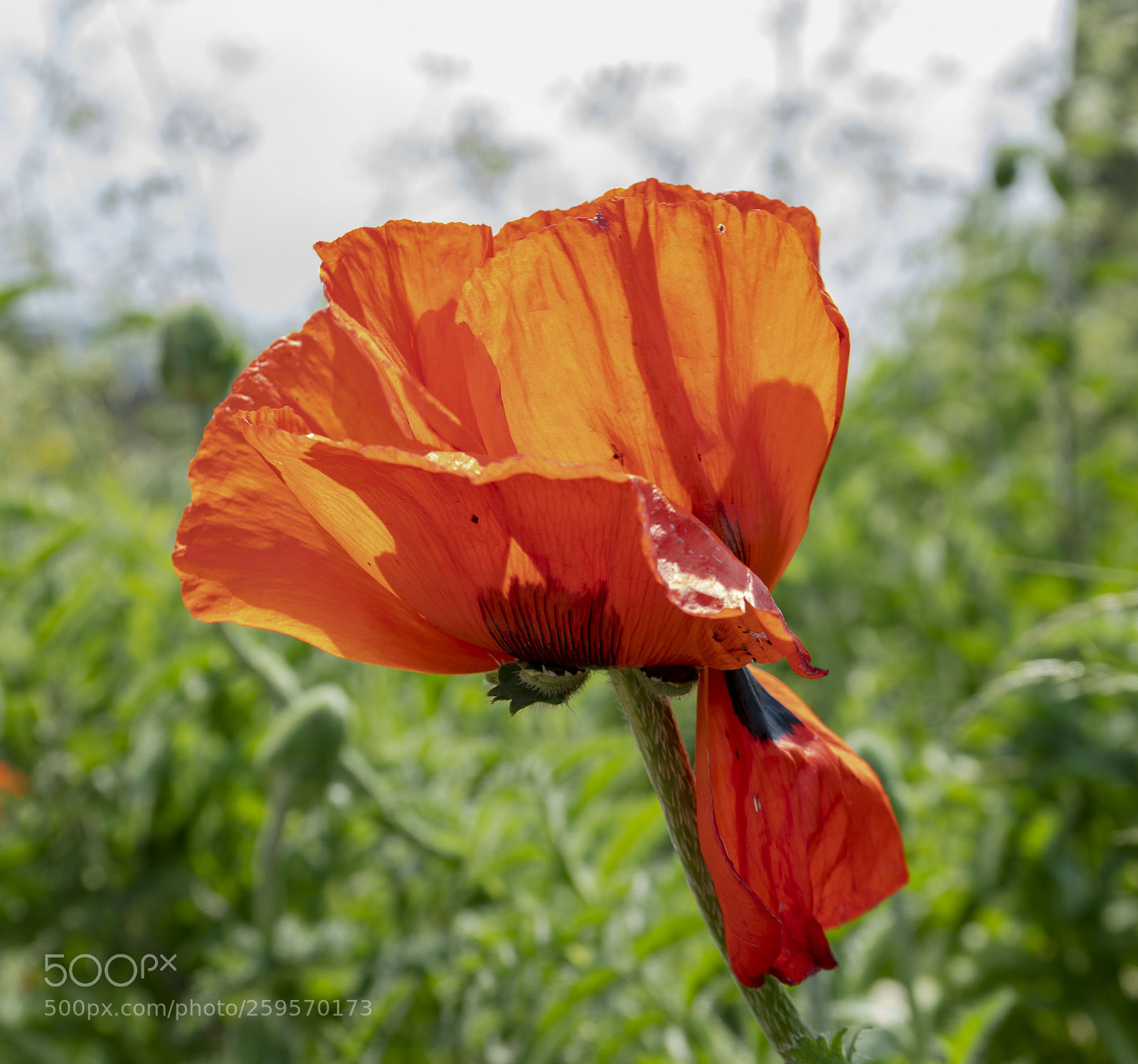 Sony a7R II sample photo. Close up flowers, some photography