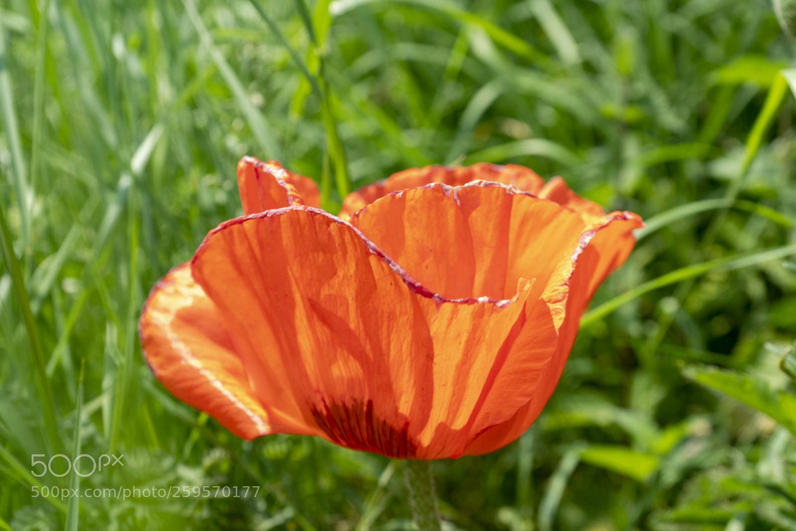 Sony a7R II sample photo. Close up flowers, some photography