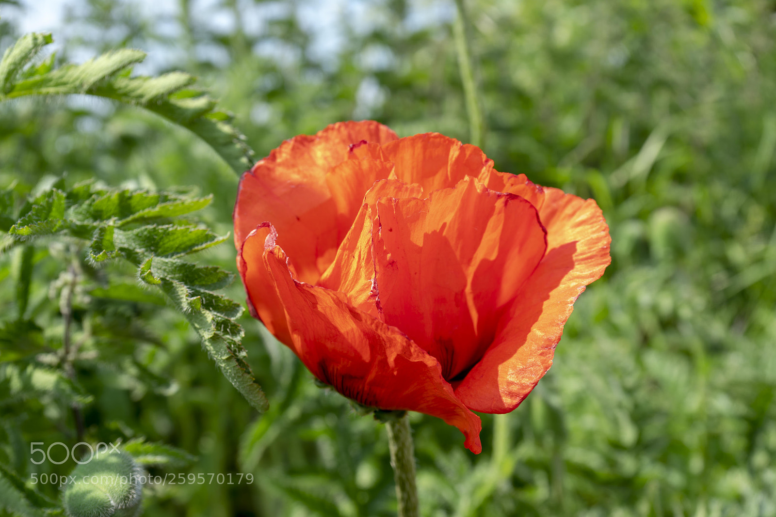 Sony a7R II sample photo. Close up flowers, some photography