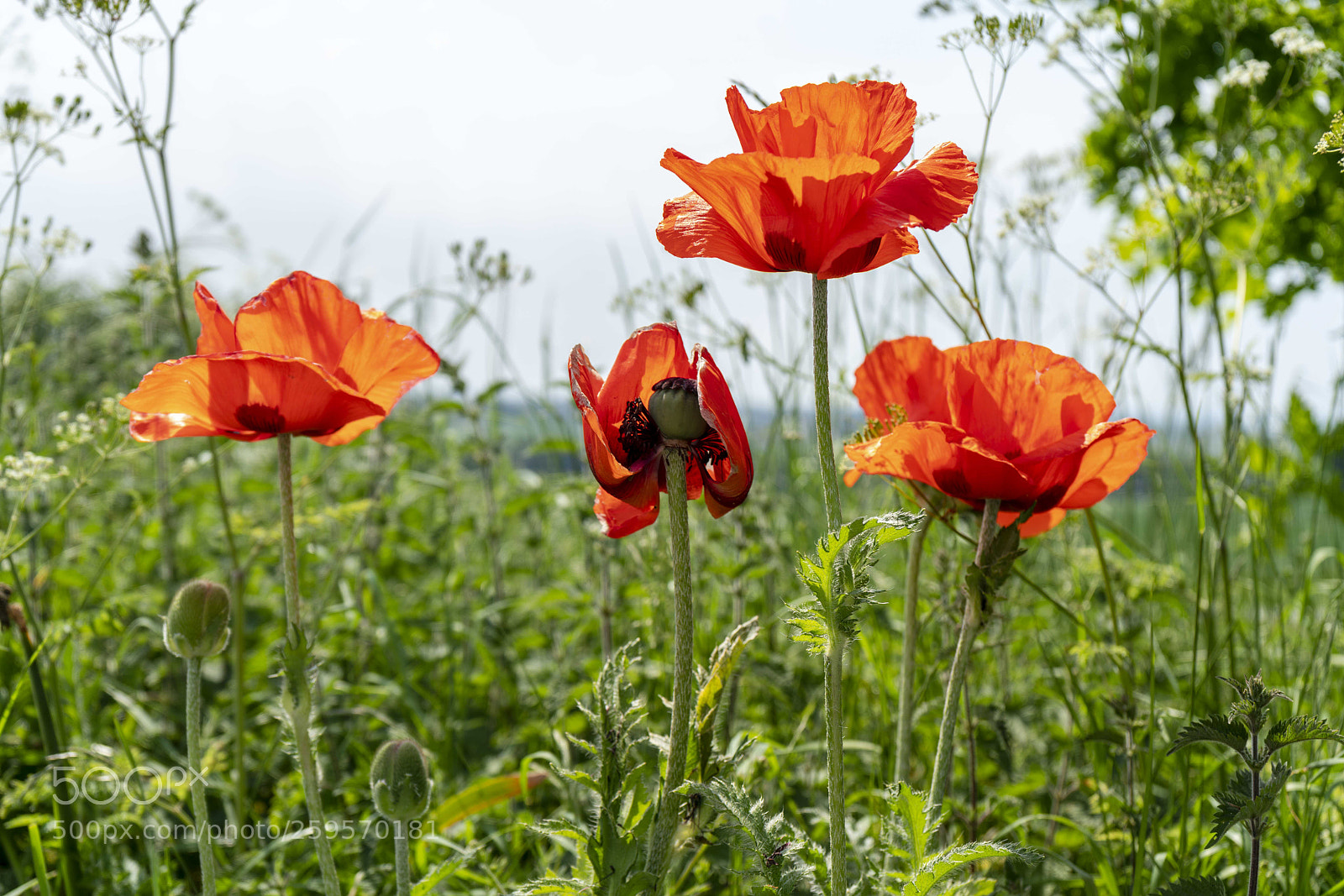 Sony a7R II sample photo. Close up flowers, some photography