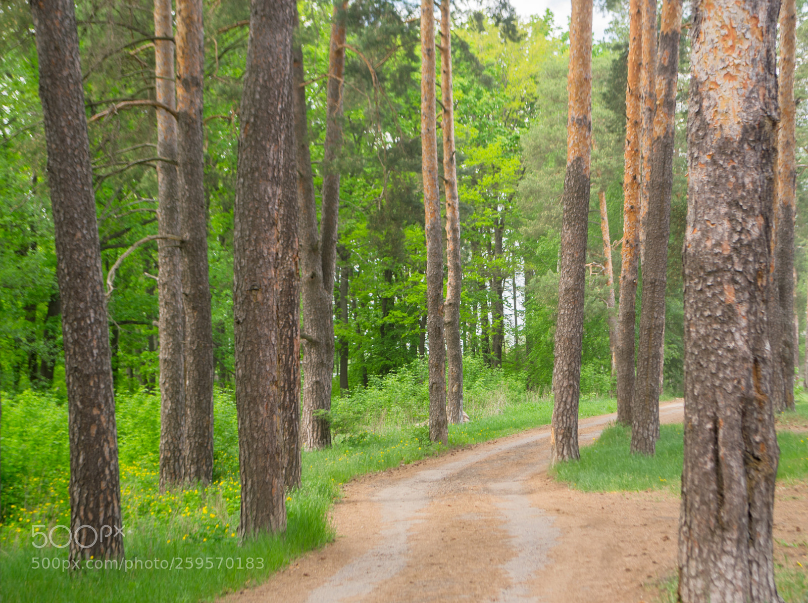 Nikon D3100 sample photo. Forest photography