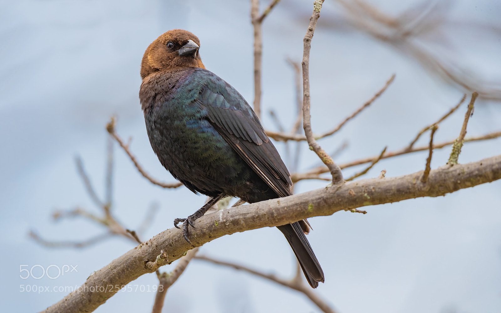 Canon EOS-1D X Mark II sample photo. Brown-headed cowbird photography