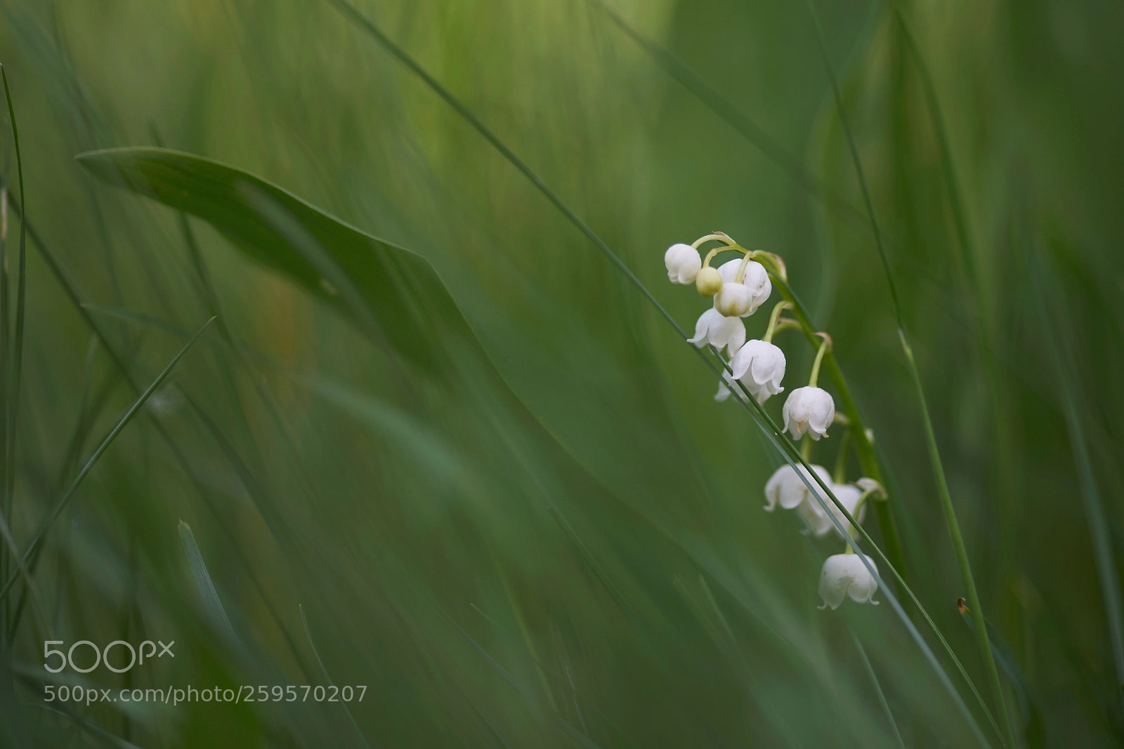 Sony a7 II sample photo. Convallaria majalis photography