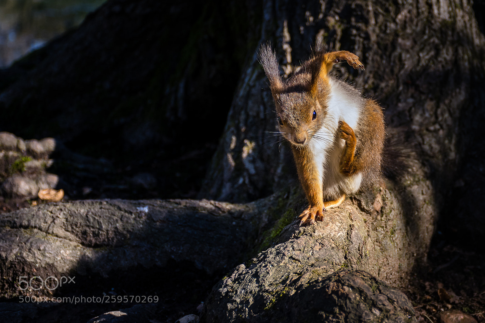 Nikon D5300 sample photo. Squirrel gymnast photography