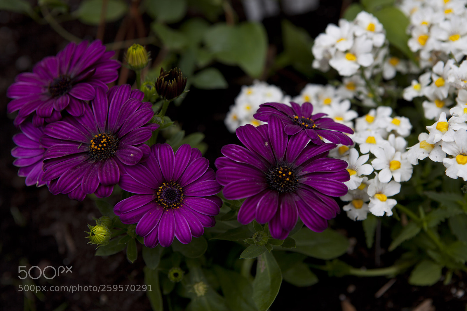 Canon EOS 5D Mark II sample photo. Spring blossom photography