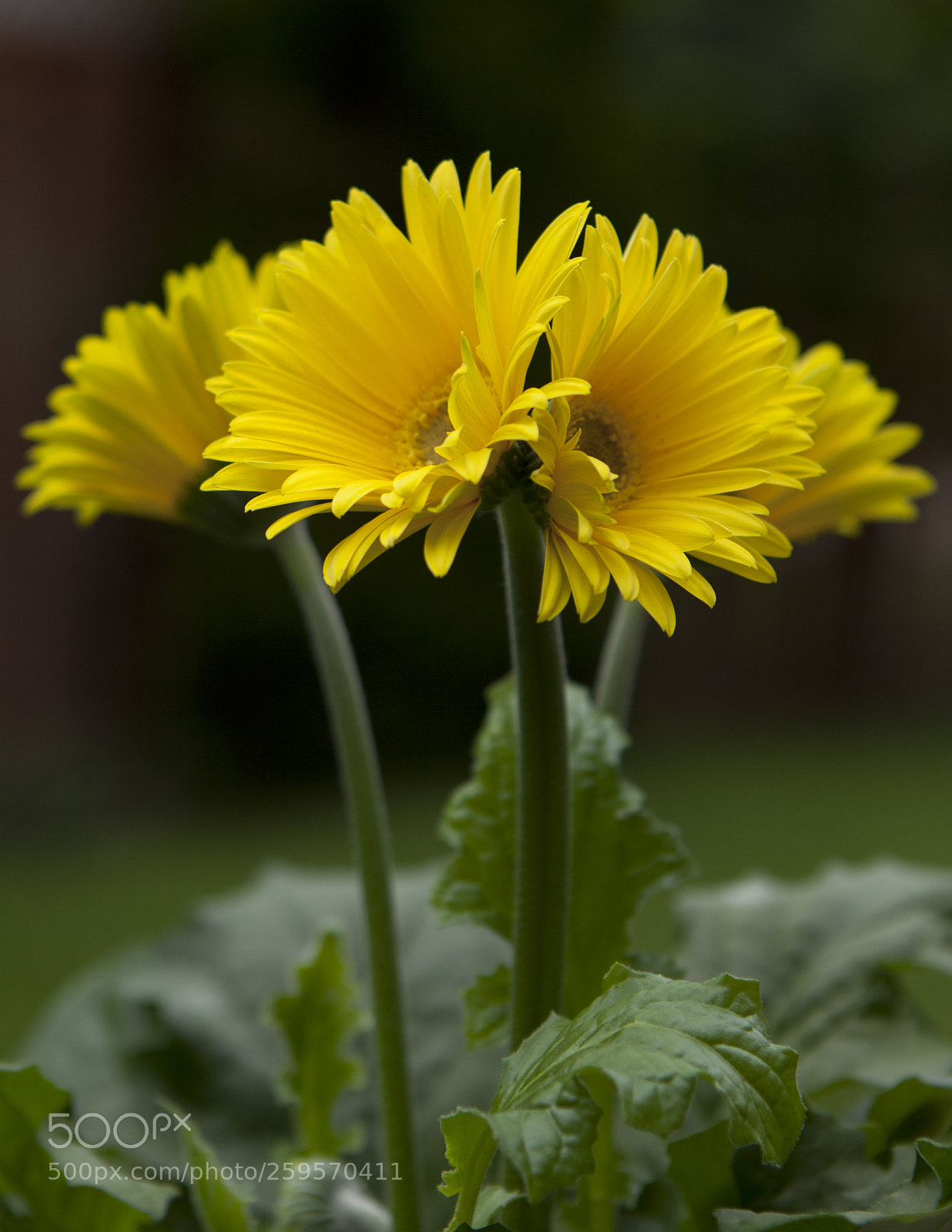 Canon EOS 5D Mark II sample photo. Gerbera twins photography