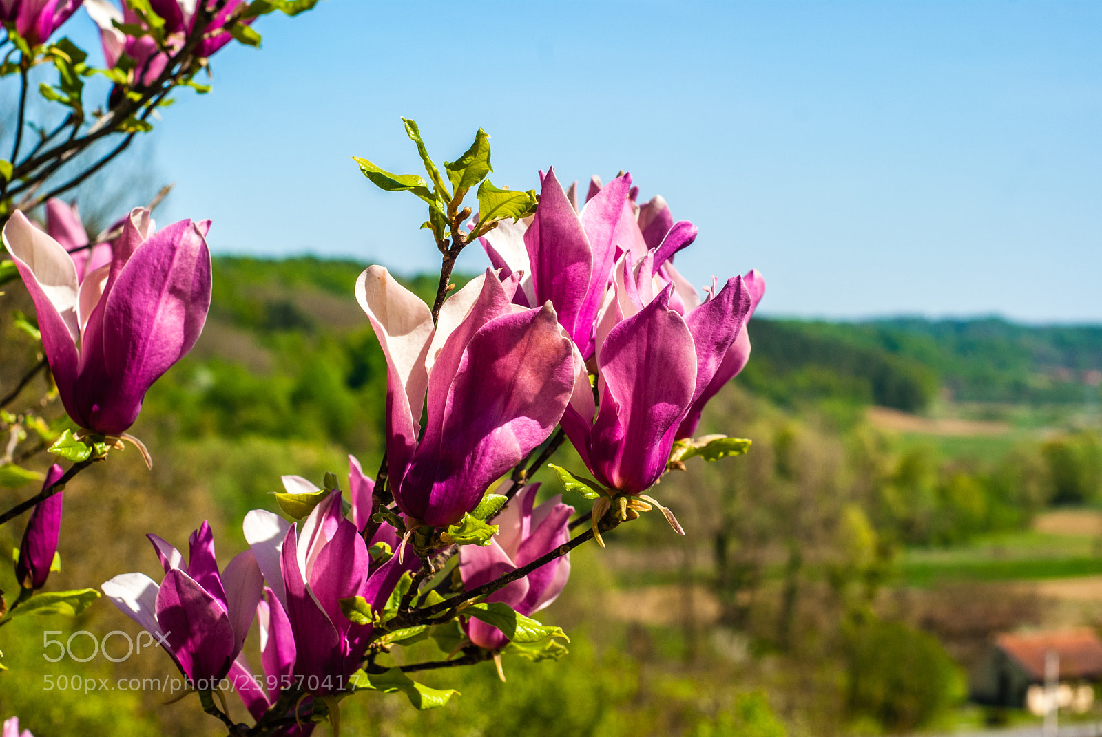 Sony Alpha DSLR-A230 sample photo. Magnolia photography