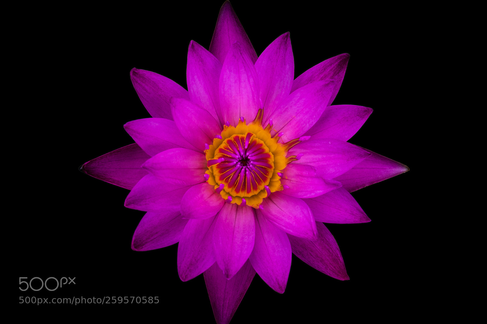 Sony a6300 sample photo. Top view purple lotus photography