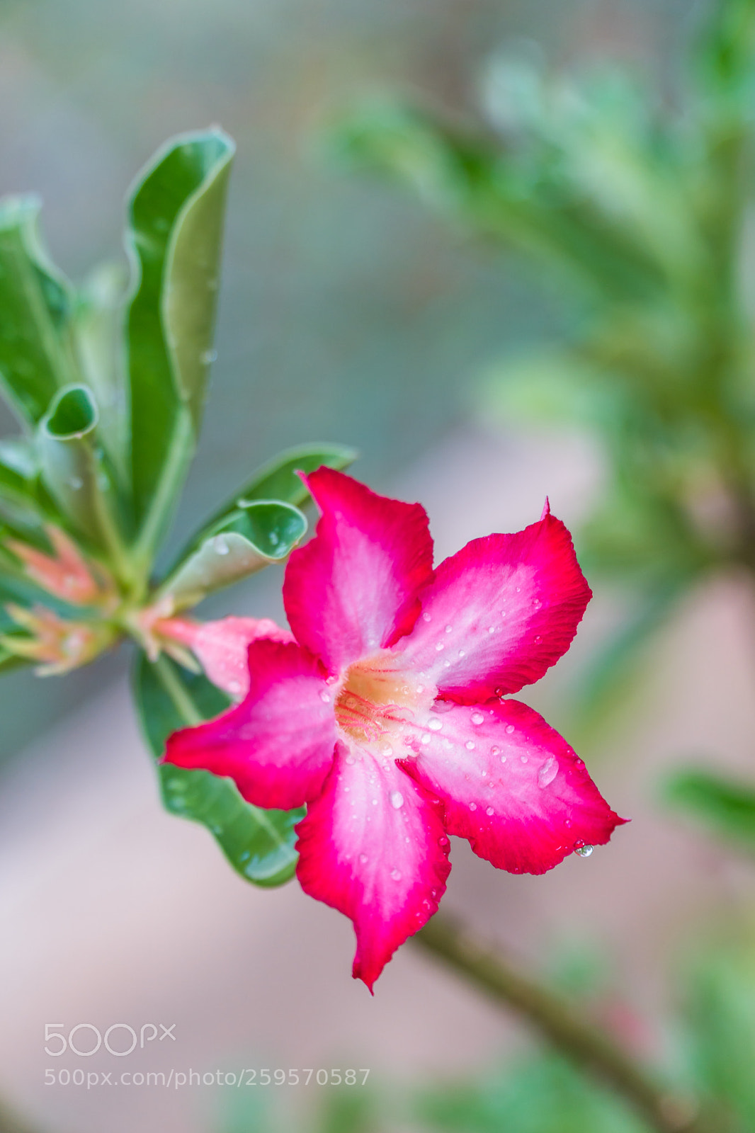 Sony a6300 sample photo. Tropical flower pink adenium photography