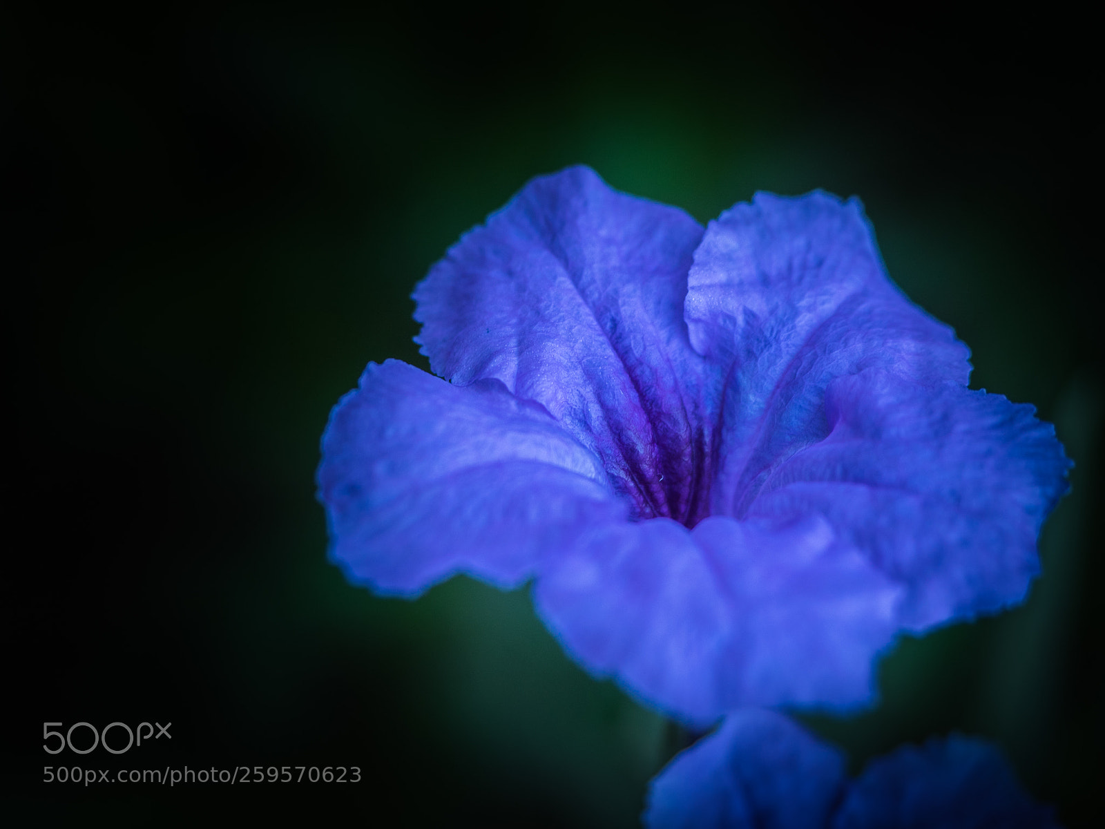 Olympus OM-D E-M5 II sample photo. A beautiful purple in photography