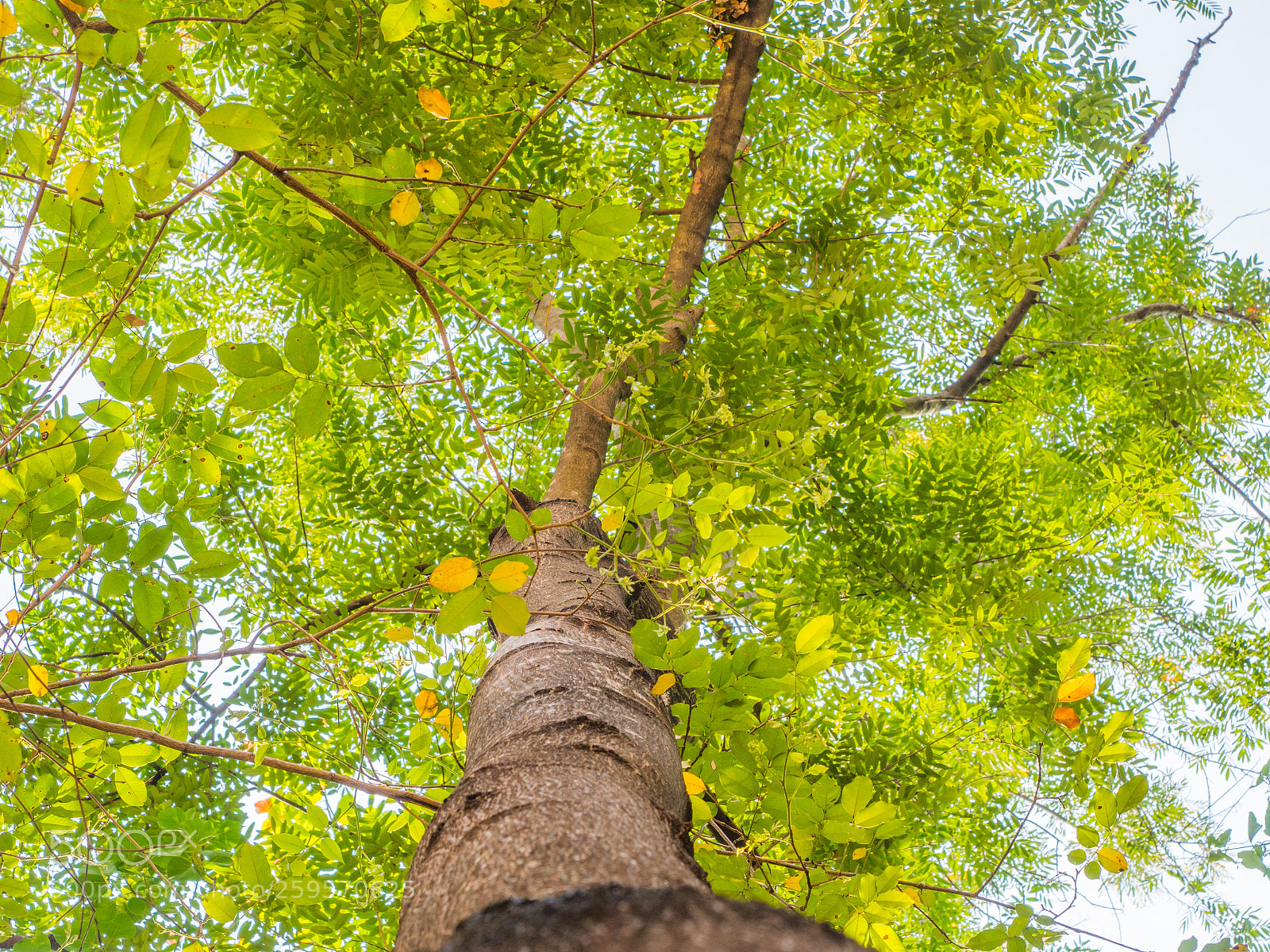 Olympus OM-D E-M5 II sample photo. Colorful leaf on tree photography