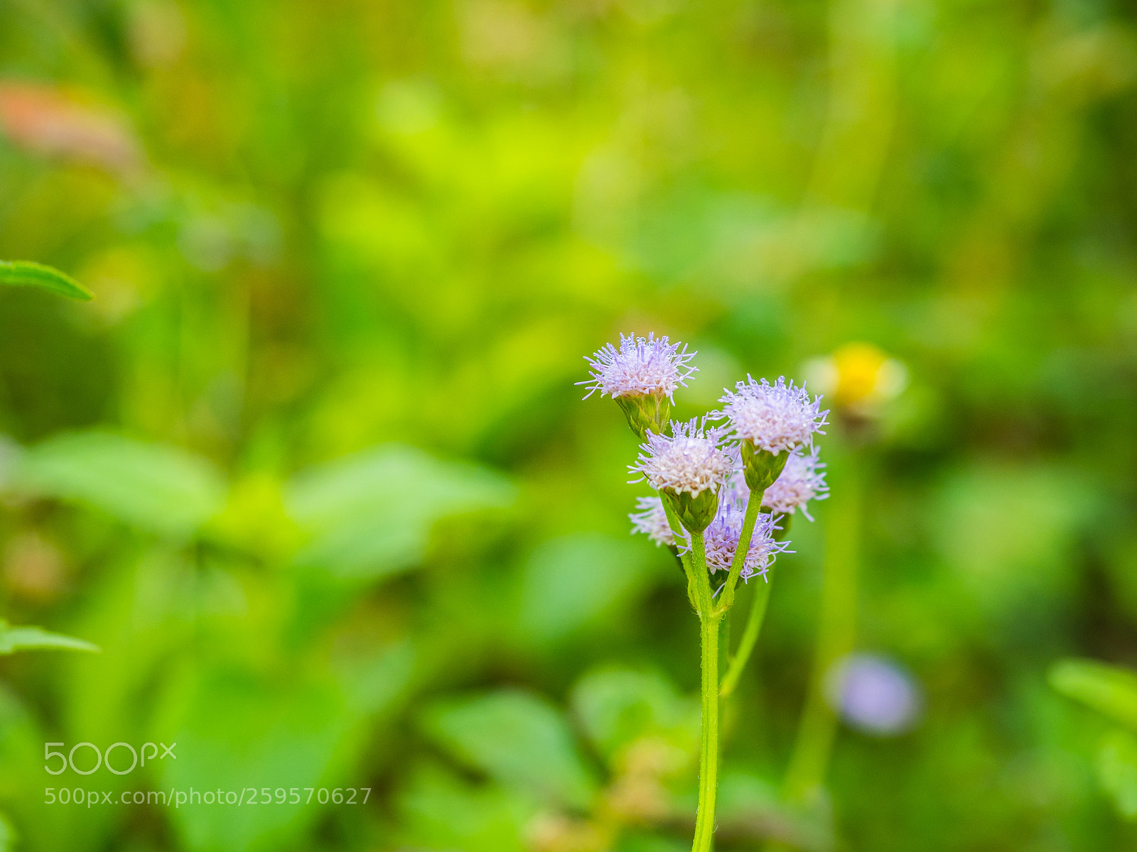 Olympus OM-D E-M5 II sample photo. Beautiful purple grass flowers photography