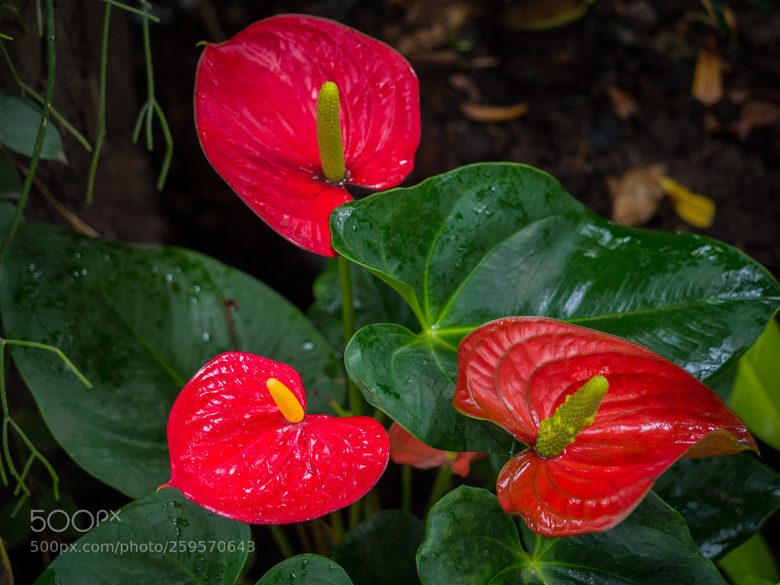 Olympus OM-D E-M5 II sample photo. Beautiful anthurium or flamingo photography