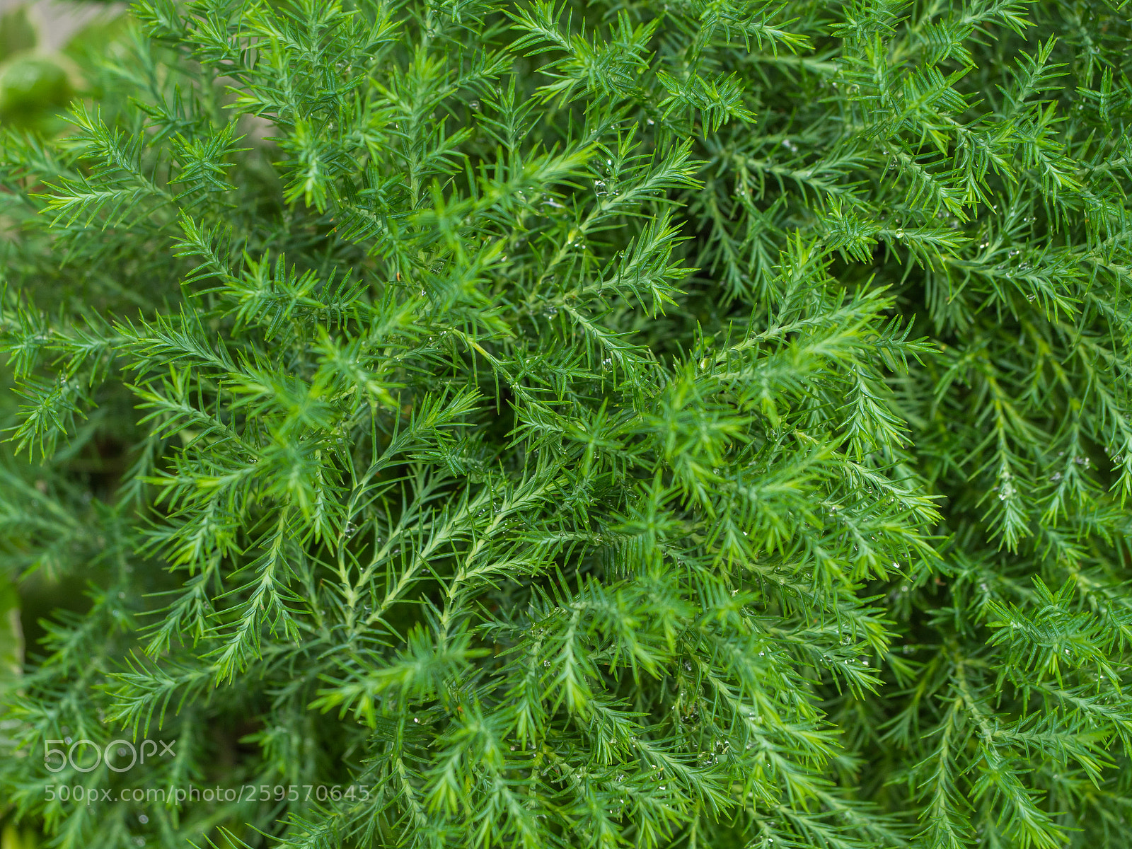 Olympus OM-D E-M5 II sample photo. Abstract green bokeh nature photography