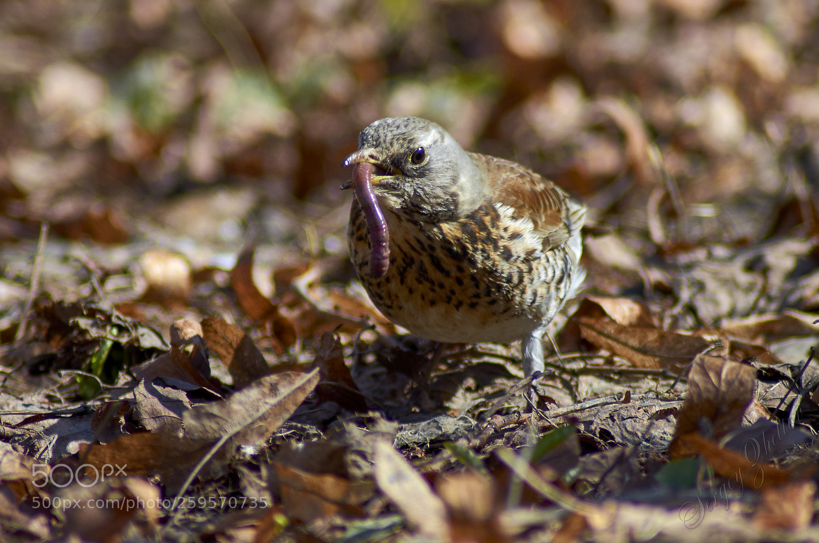 Nikon D7000 sample photo. Worm photography