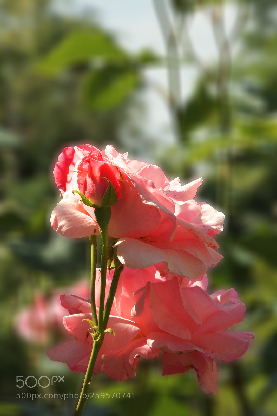 Canon EOS 550D (EOS Rebel T2i / EOS Kiss X4) sample photo. Blossom  photography