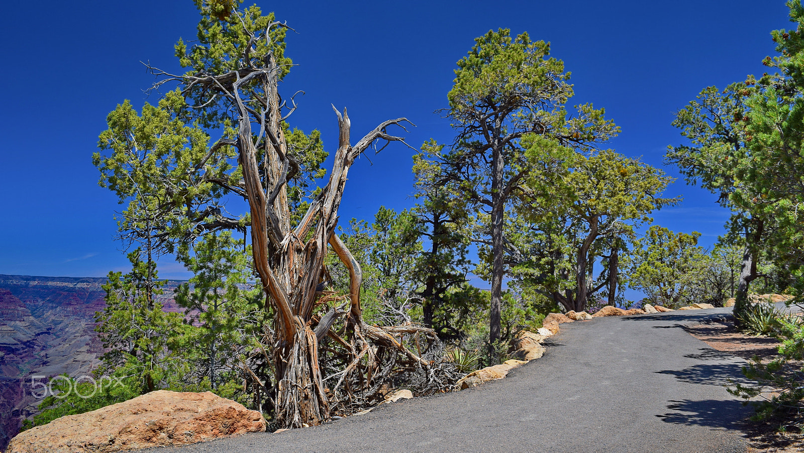 Nikon D5300 sample photo. Not all survive photography