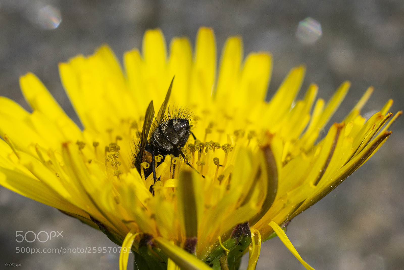 Nikon D610 sample photo. Fly in a dandelion photography